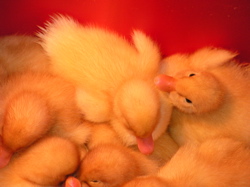baby ducks