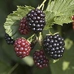 blackberry