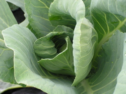 cabbage