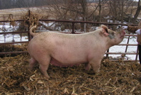 sow