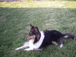 lacey collie dog