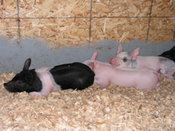 pigs