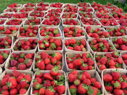 strawberries