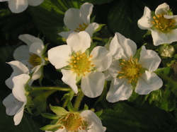strawberry bloom