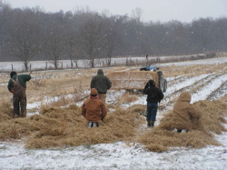 putting straw on berries