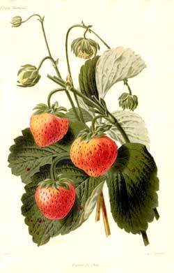 strawberry
